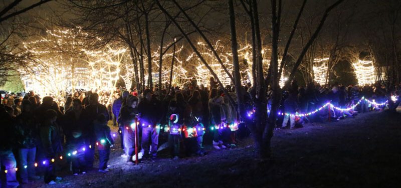 Crowd beneath glowing trees at night